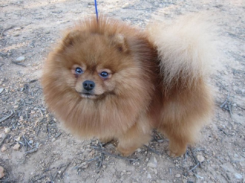 tito poms Morgan pad