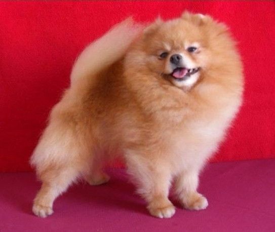 CH. can croquis Zarko