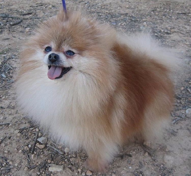 Priscilla De Can Titos