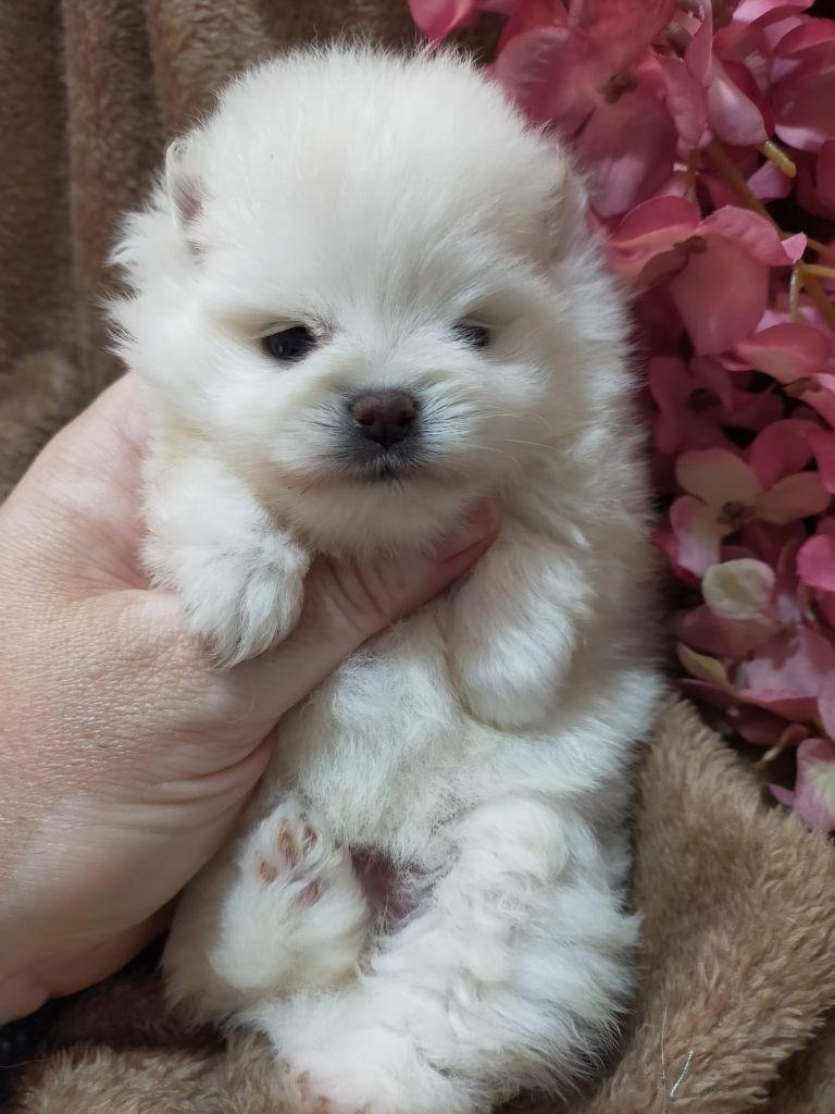De Can Titos - Chiots disponibles - Spitz allemand