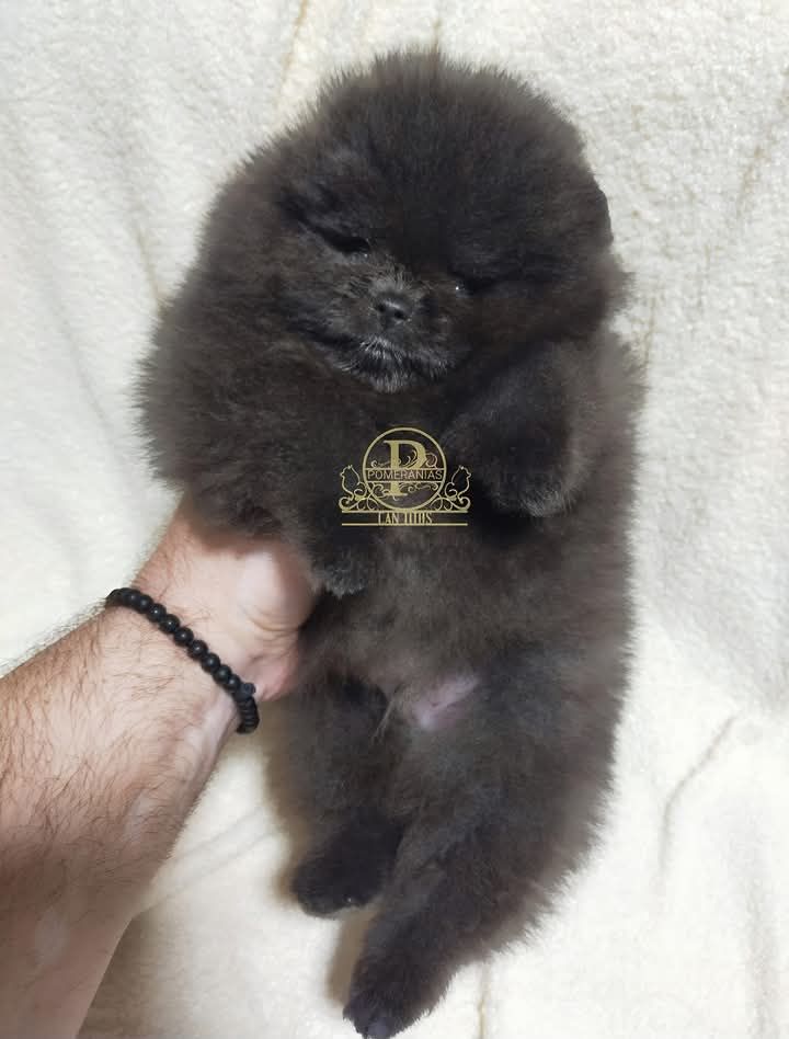 De Can Titos - Chiots disponibles - Spitz allemand