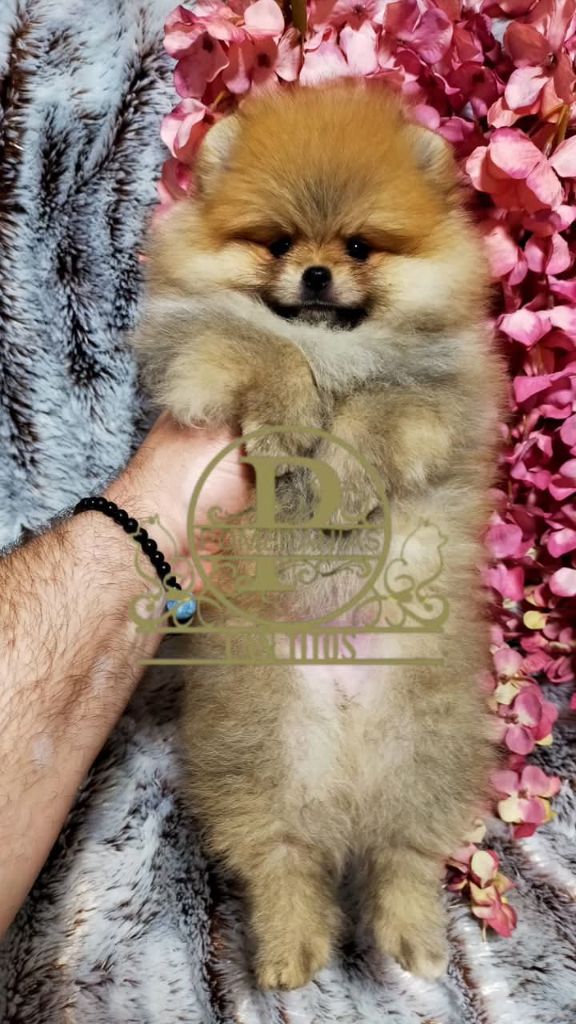 De Can Titos - Chiots disponibles - Spitz allemand