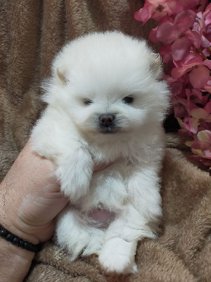 CHIOT 1