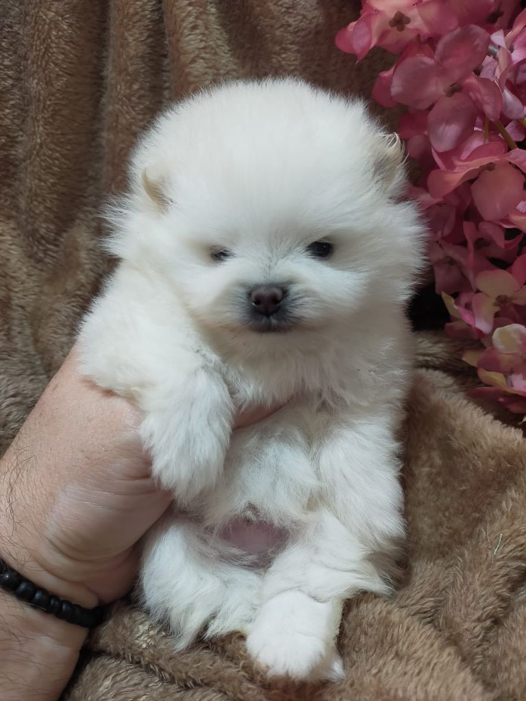 De Can Titos - Chiots disponibles - Spitz allemand