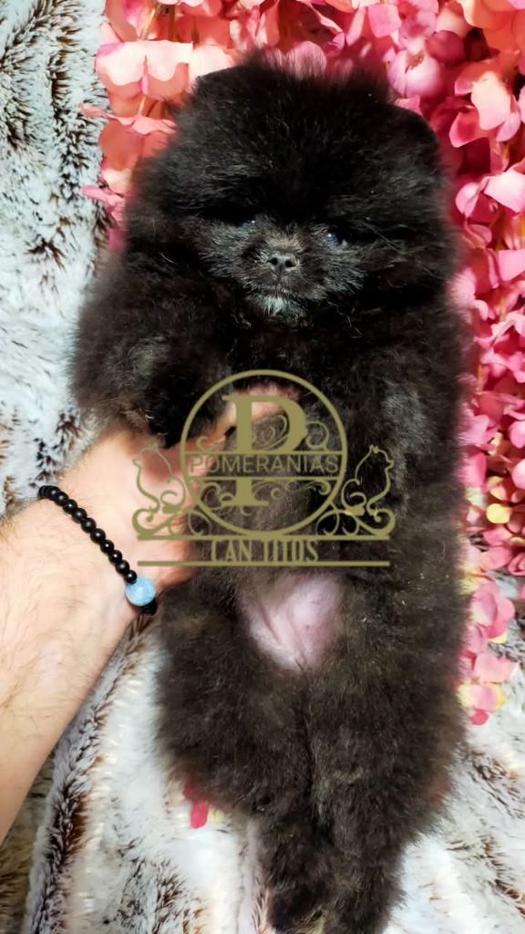 De Can Titos - Chiots disponibles - Spitz allemand